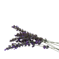 lavanda ibrida pianta per sito 240x180ns